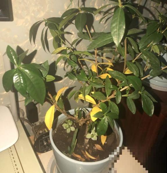 叶子发黄不用愁，这么做就能改善，越长越漂亮！