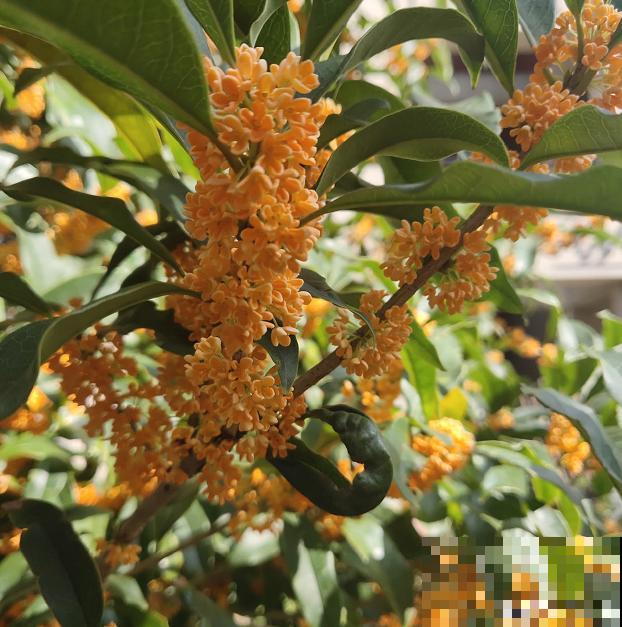 花是一种文化,每个传统节日,都有一种花 花是一种文化,每个传统节日,都有一种花