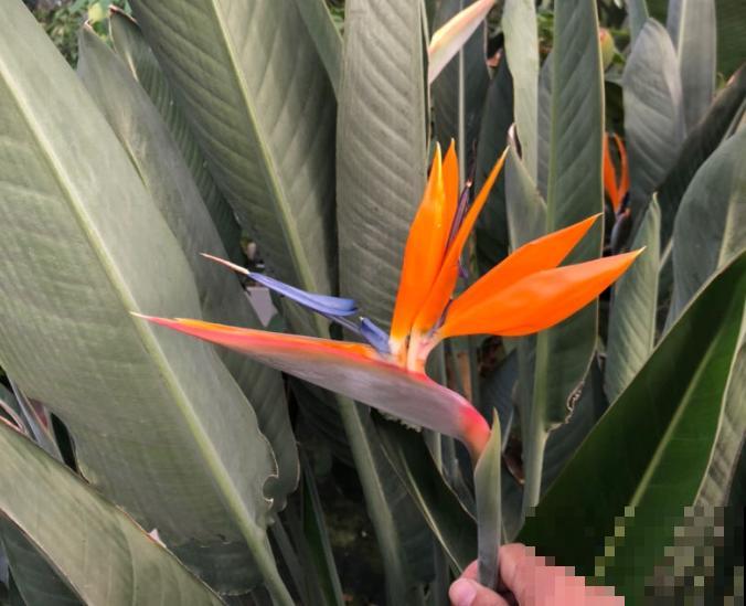 植物命名的5种方式,新奇有趣! 植物命名的5种方式,新奇有趣!