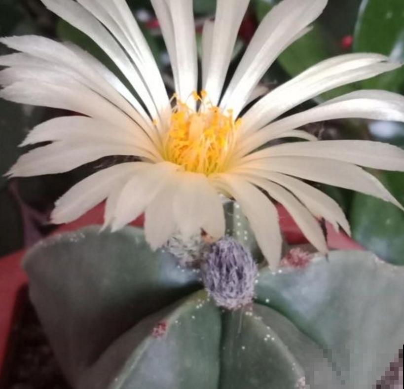 鸾凤玉小时候特可爱，越长大越丑，花友暴风哭泣！