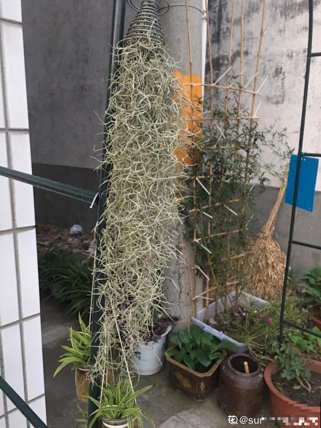 挂起来就能养的花,开花多不占地儿,家里能养100盆! 挂起来就能养的花,开花多不占地儿,家里能养100盆!