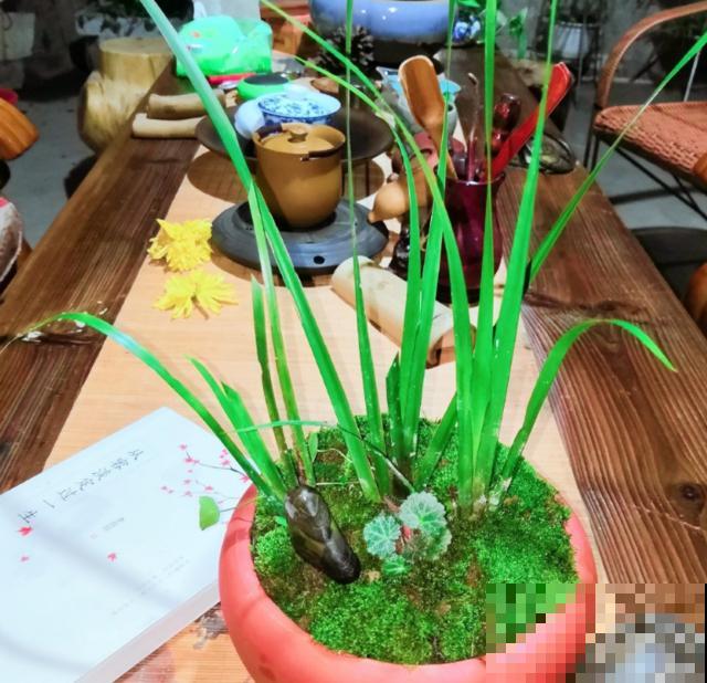 种几棵菖蒲当盆景,气质独特,文人风骨尽显! 种几棵菖蒲当盆景,气质独特,文人风骨尽显!