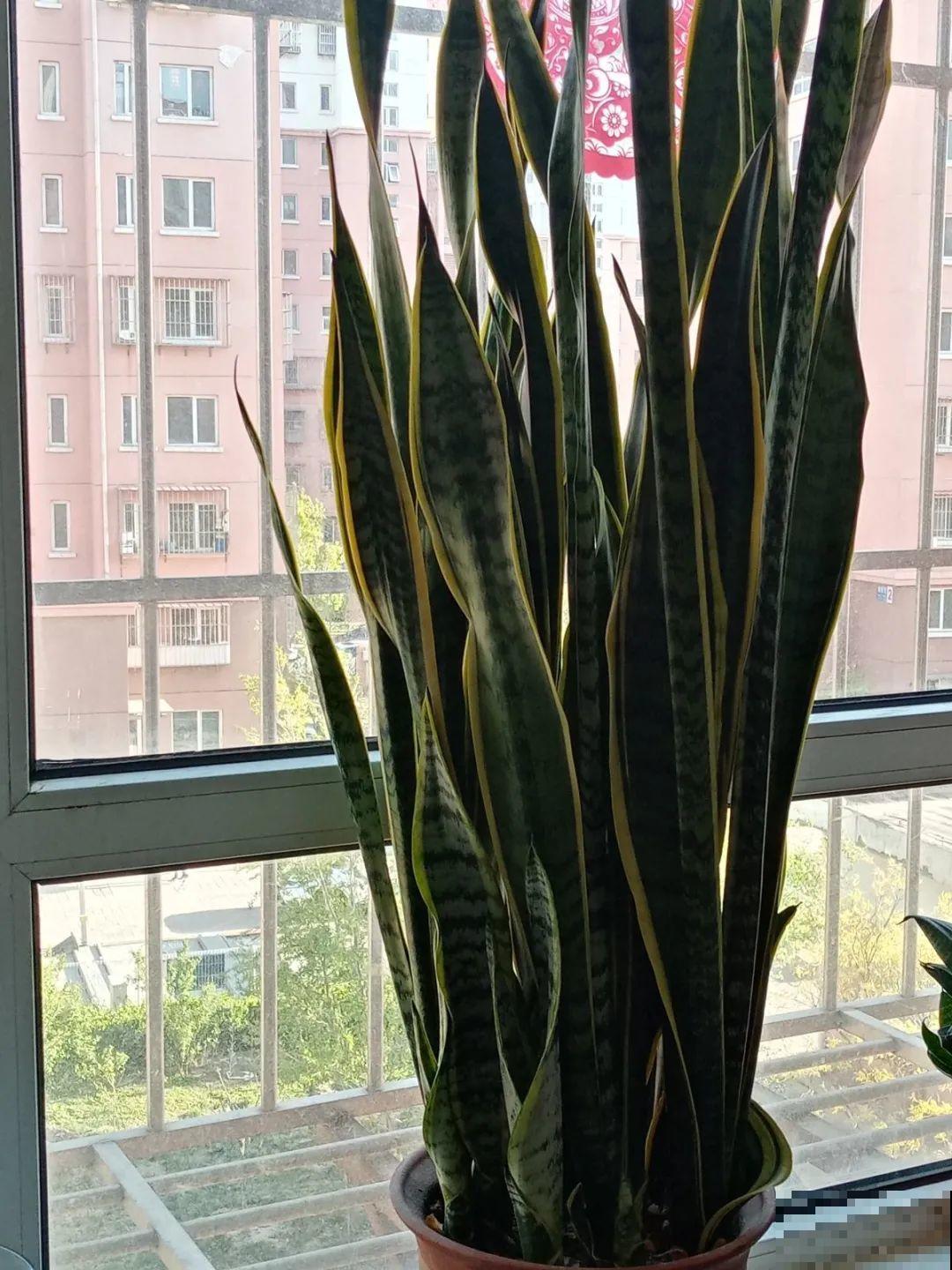 想省心就养这些花,没有病虫害,就爱开花! 想省心就养这些花,没有病虫害,就爱开花!