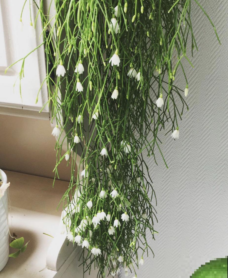 10种小众花，见过的人很少，养一盆特别有面子！