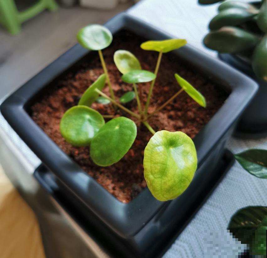 镜面草适合在家养，简单好打理，满盆都是“小绿伞”！