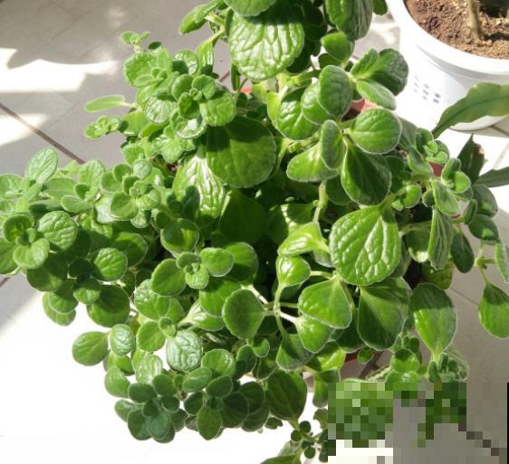 4种植物既能观赏，又能吸收“废气”，简直是家庭小能手！