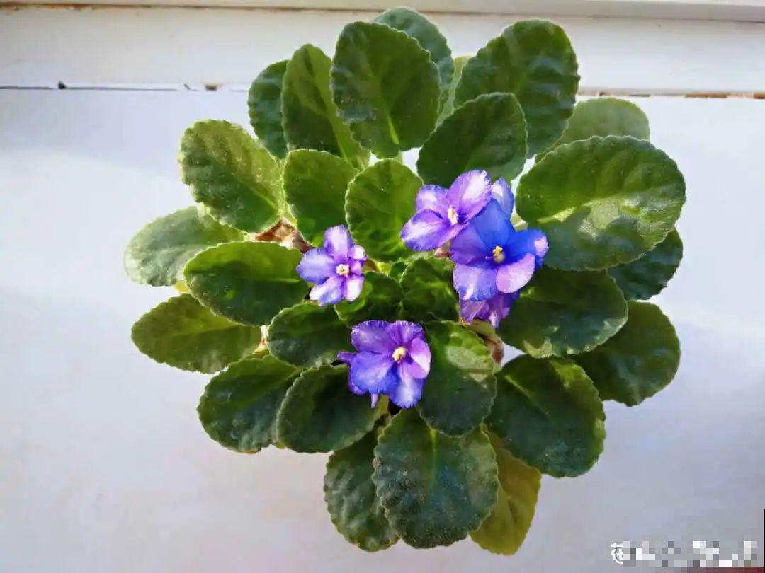 6种花开花时间超长，花朵又大又好看，养花必备