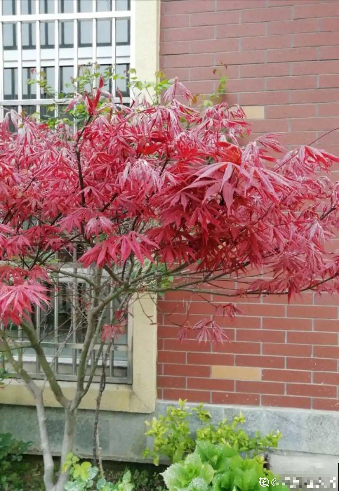 越晒越美的花，扔太阳底下晒着，红红的特好看！