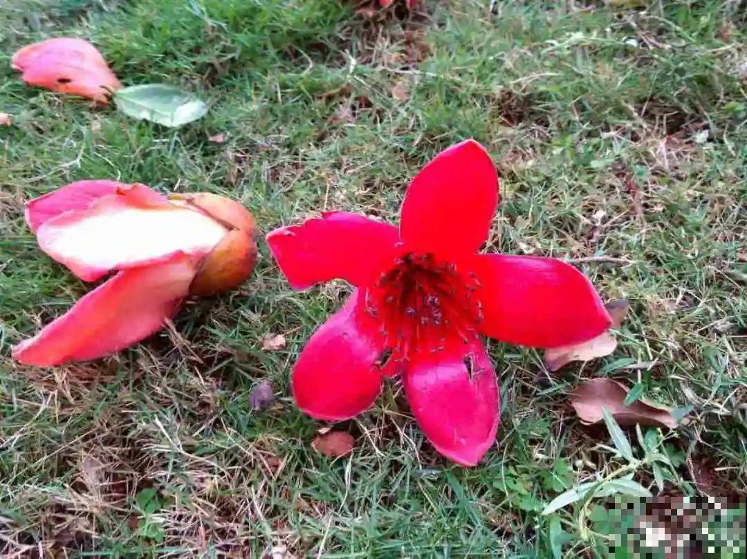 你在哪个城市，最适合养的花就是它！