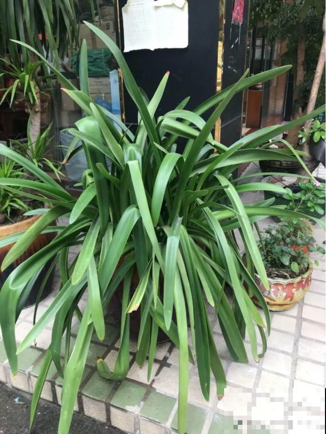 朱顶红放家里总是养不好，丢路边反而疯长一大片，扎心！