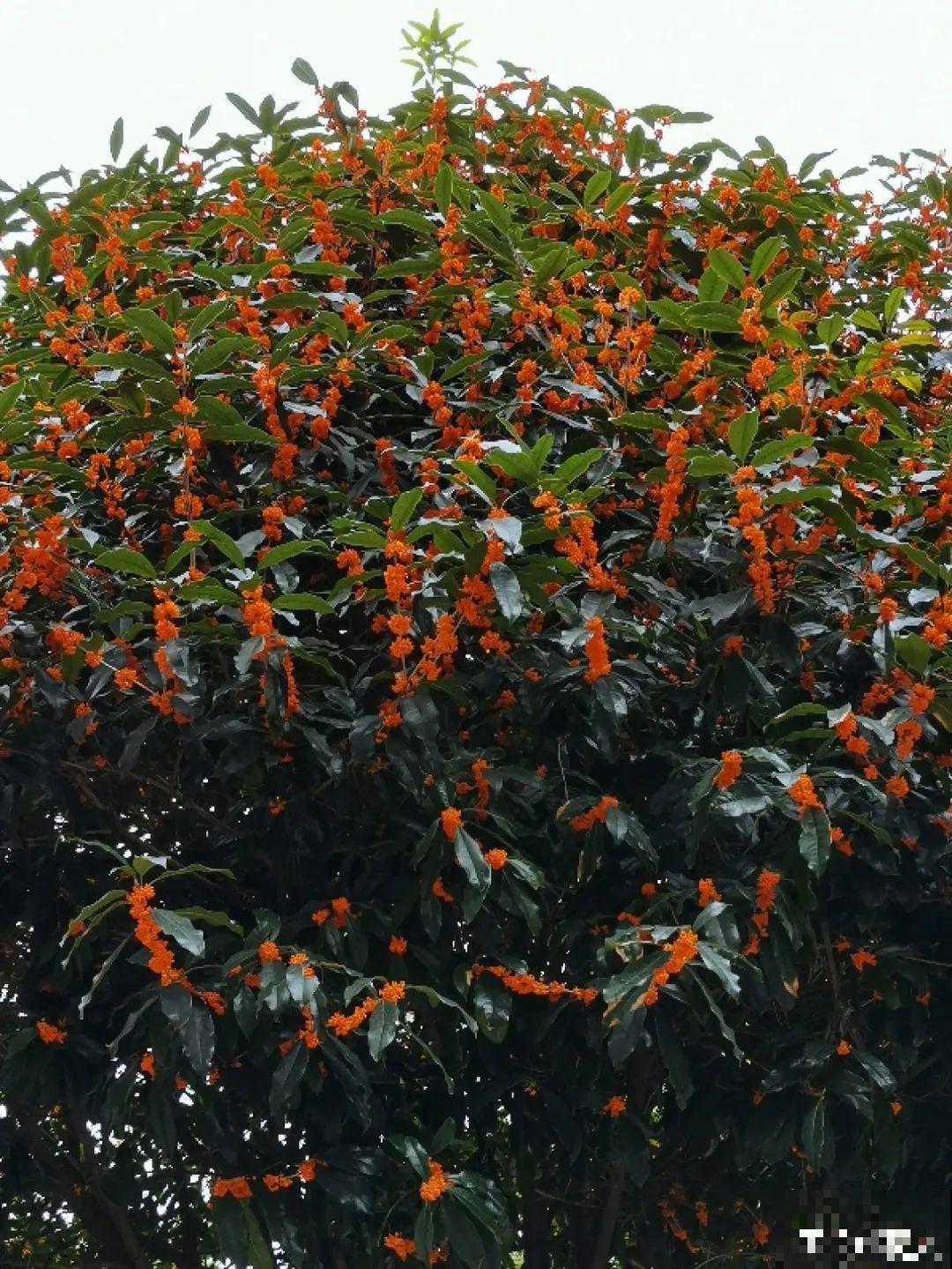 再穷也要养长寿花，寓意好、开花美，养人又养家！