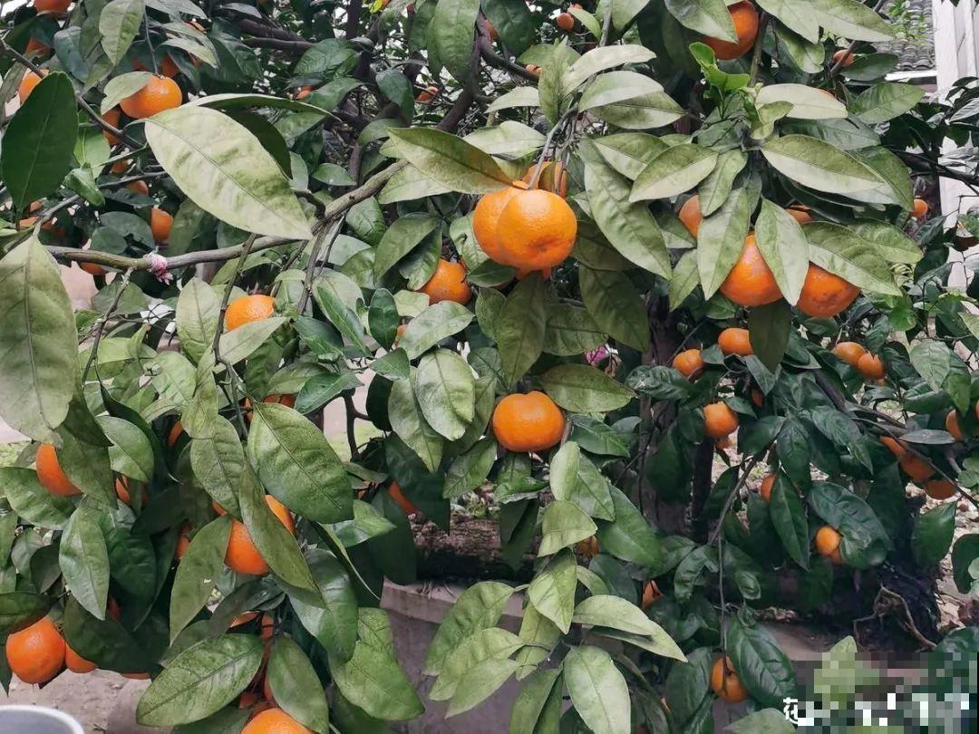 现在开始埋冬肥了,月季补一补,明年满枝爆花! 现在开始埋冬肥了,月季补一补,明年满枝爆花!