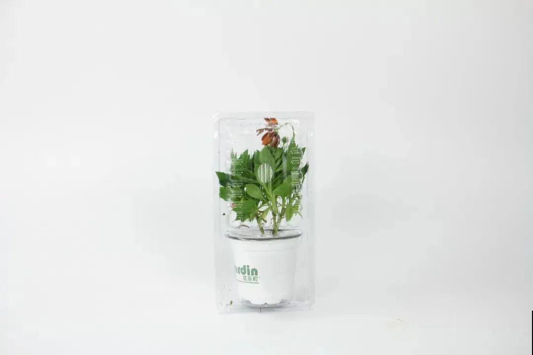 蓝目菊简直就是开花机器,一年能开上百天,盆盆爆成大花球! 蓝目菊简直就是开花机器,一年能开上百天,盆盆爆成大花球!