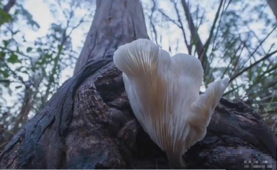路边看到这种花，赶紧跑，离得越远越好！