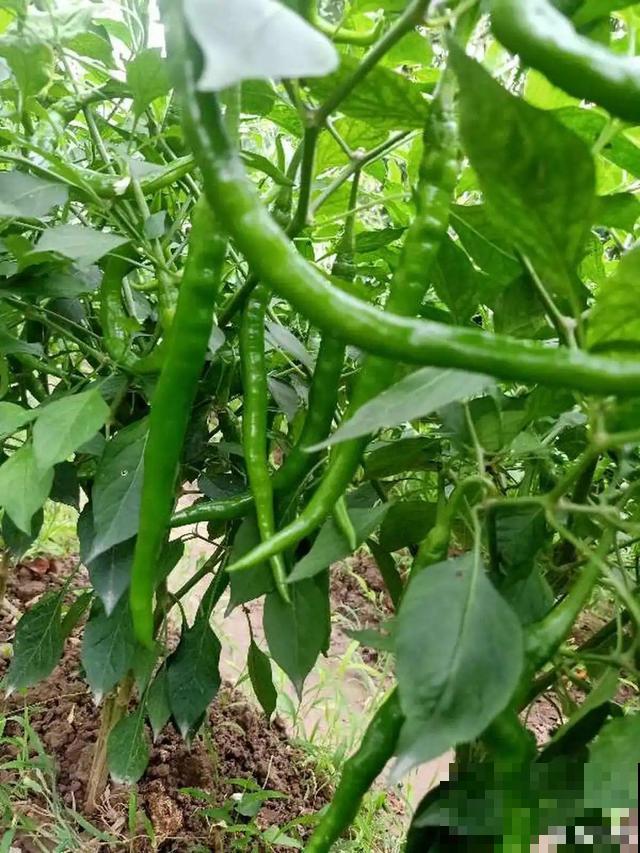 我想有个菜园子,秋天结满新鲜蔬菜,现在正收获! 我想有个菜园子,秋天结满新鲜蔬菜,现在正收获!