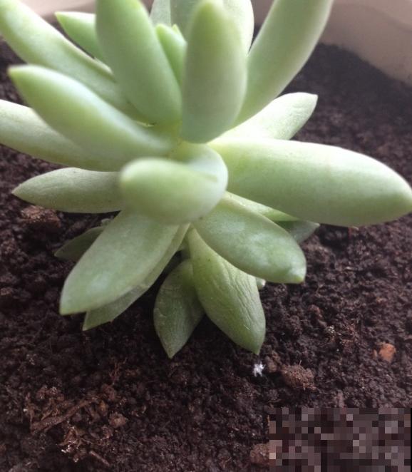 特欠削的千佛手，削一削就疯长，快回家削一顿！