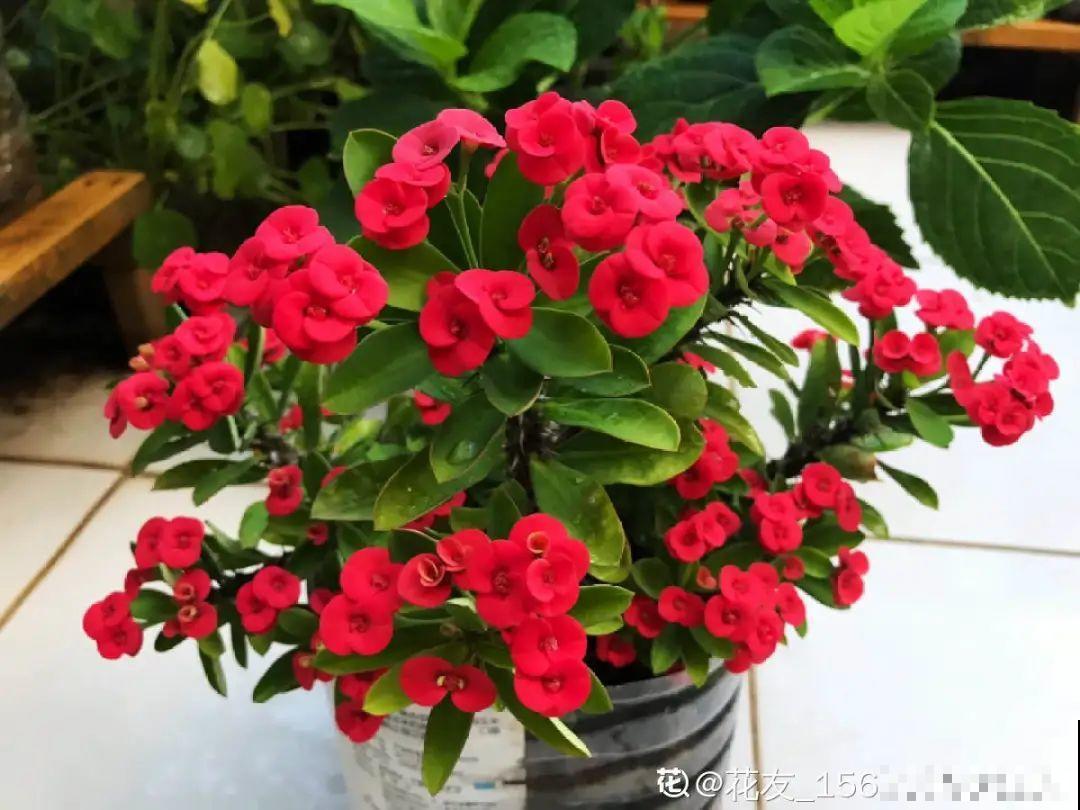 被拉进黑名单的花，再便宜也不买了，真浪费钱