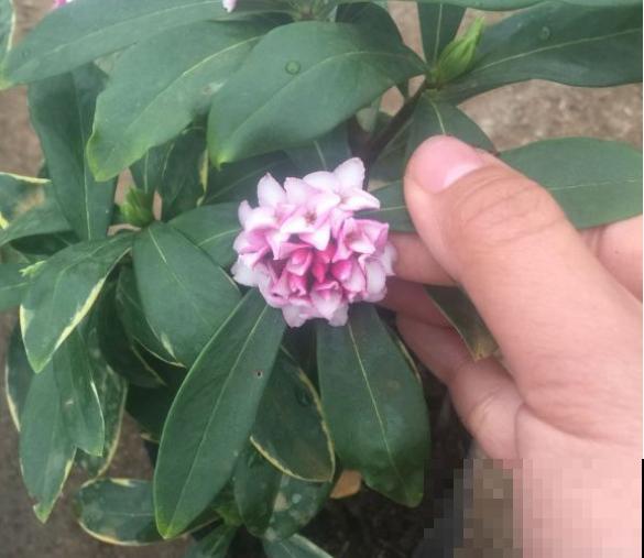 金边瑞香真好看，养起来却挺难，掌握3个要点，花朵美极了