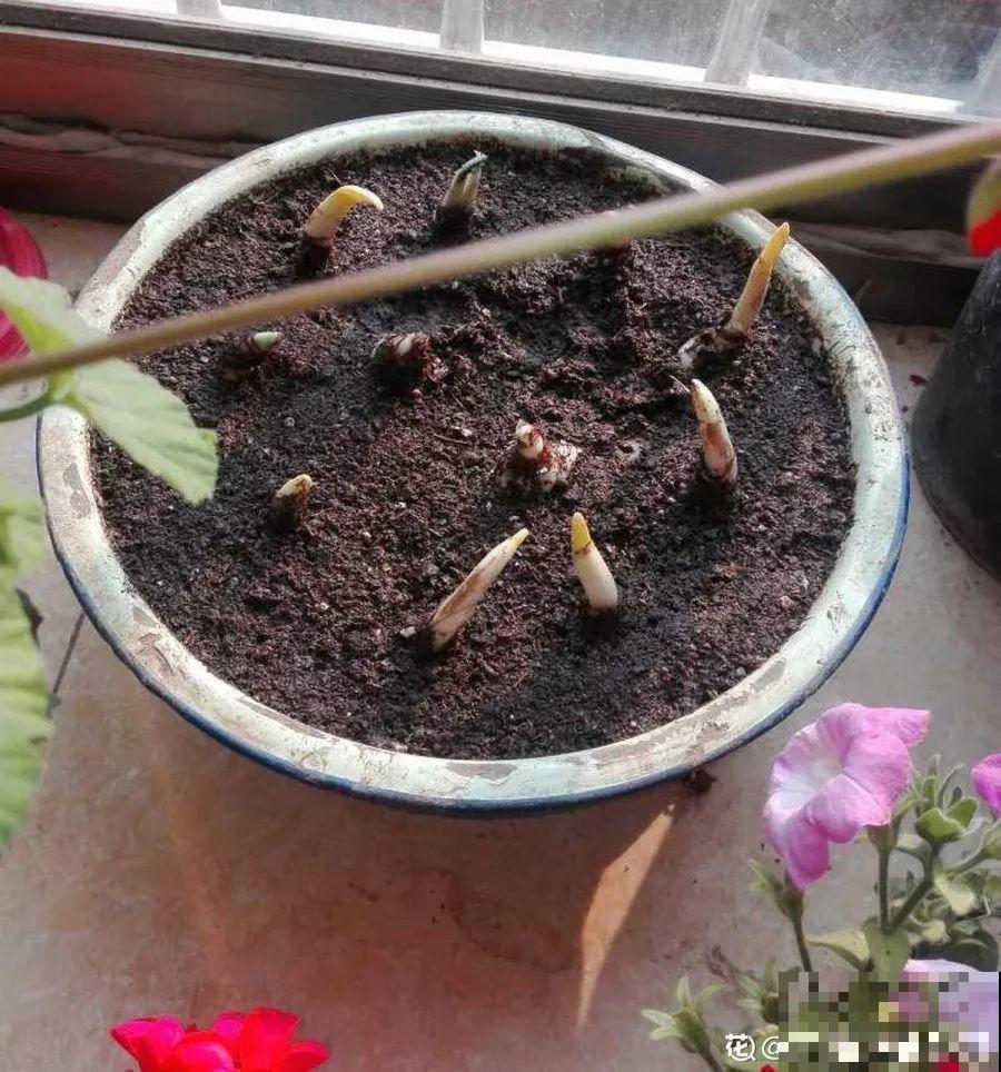 种球一直不开花,扔塑料袋里捂一捂,一周就发芽 种球一直不开花,扔塑料袋里捂一捂,一周就发芽