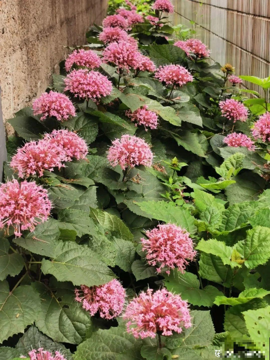 1种花叫大花犀角，闻久了头晕，家里养要小心！