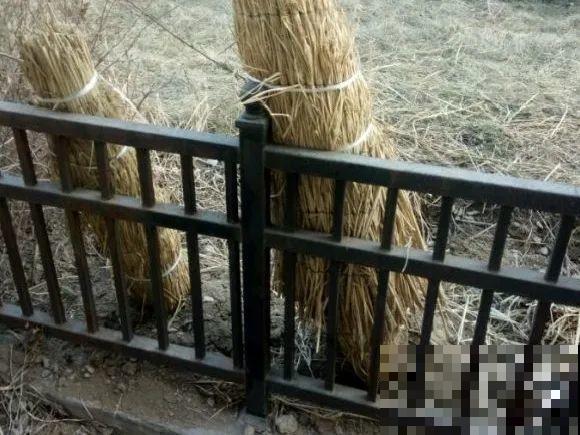 月季别剪了，剪完一杆全黑，今年都白养！