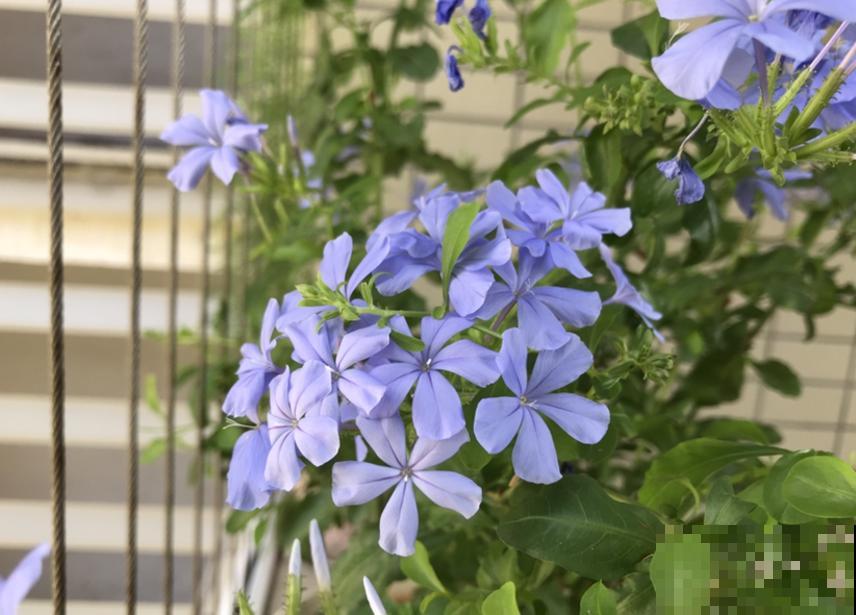 这5种花不抗冻，趁早搬进室内，暖暖活活过秋冬！