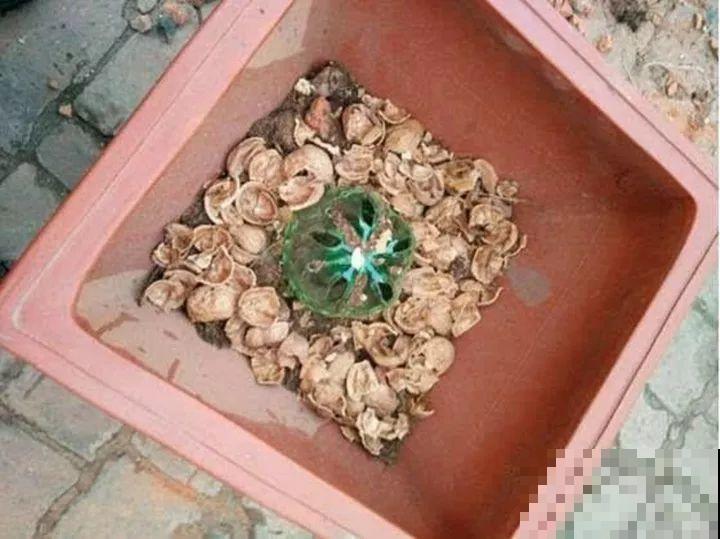 大螃蟹做花肥,秋天大补,花吃完就疯长了! 大螃蟹做花肥,秋天大补,花吃完就疯长了!