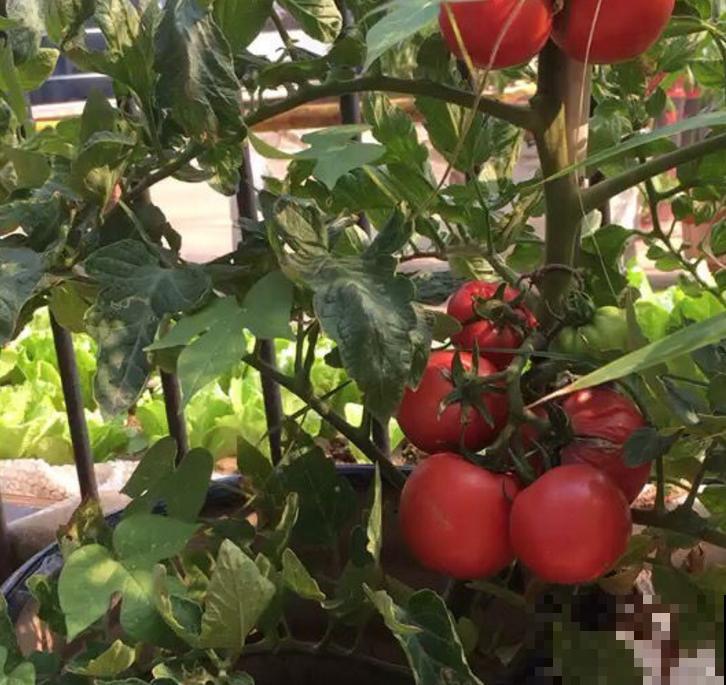 挖勺小苏打泡水里,植株上喷一喷,轻松治病害! 挖勺小苏打泡水里,植株上喷一喷,轻松治病害!