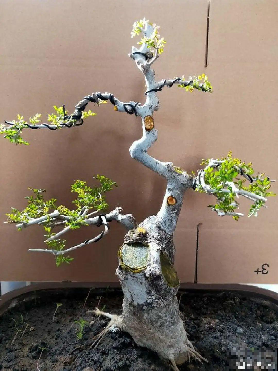 农村当柴火的花，花市卖得可贵，你认识几种？