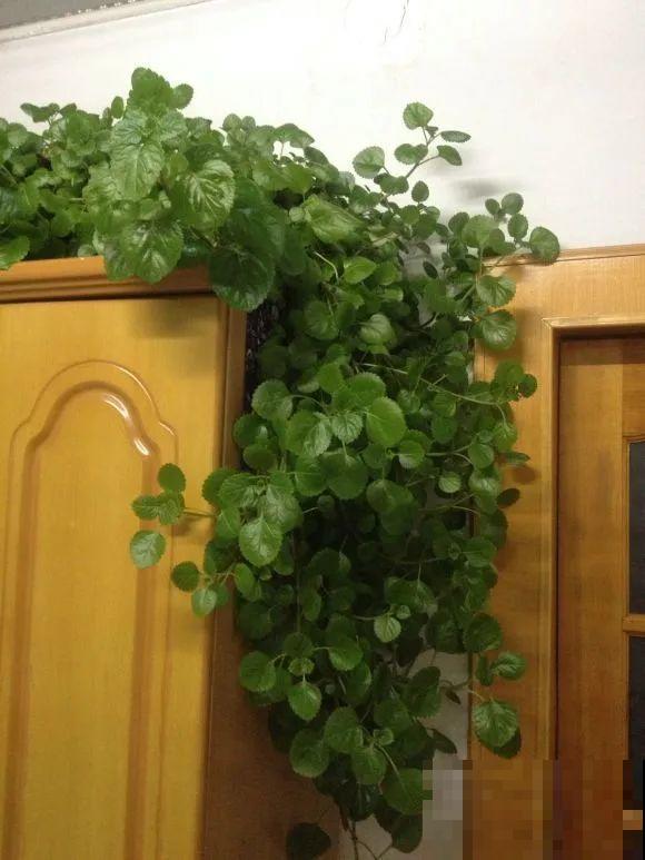 想省心就养这些花,没有病虫害,就爱开花! 想省心就养这些花,没有病虫害,就爱开花!