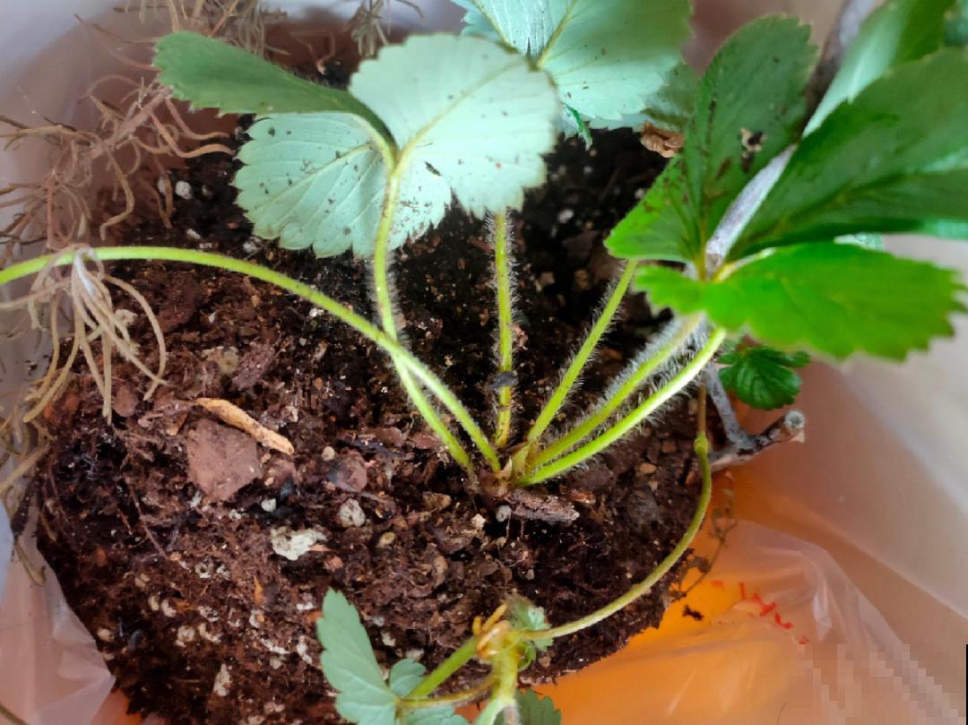 秋天养盆草莓，很快就开花，还能结果子