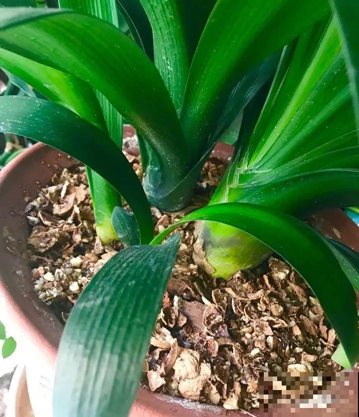 大螃蟹做花肥,秋天大补,花吃完就疯长了! 大螃蟹做花肥,秋天大补,花吃完就疯长了!