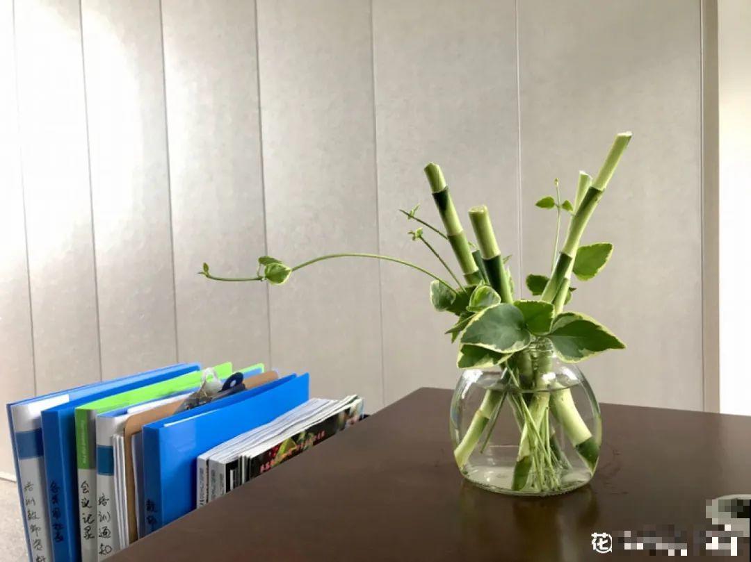 朋友送的富贵竹，长了快3米高，家里快放不下了