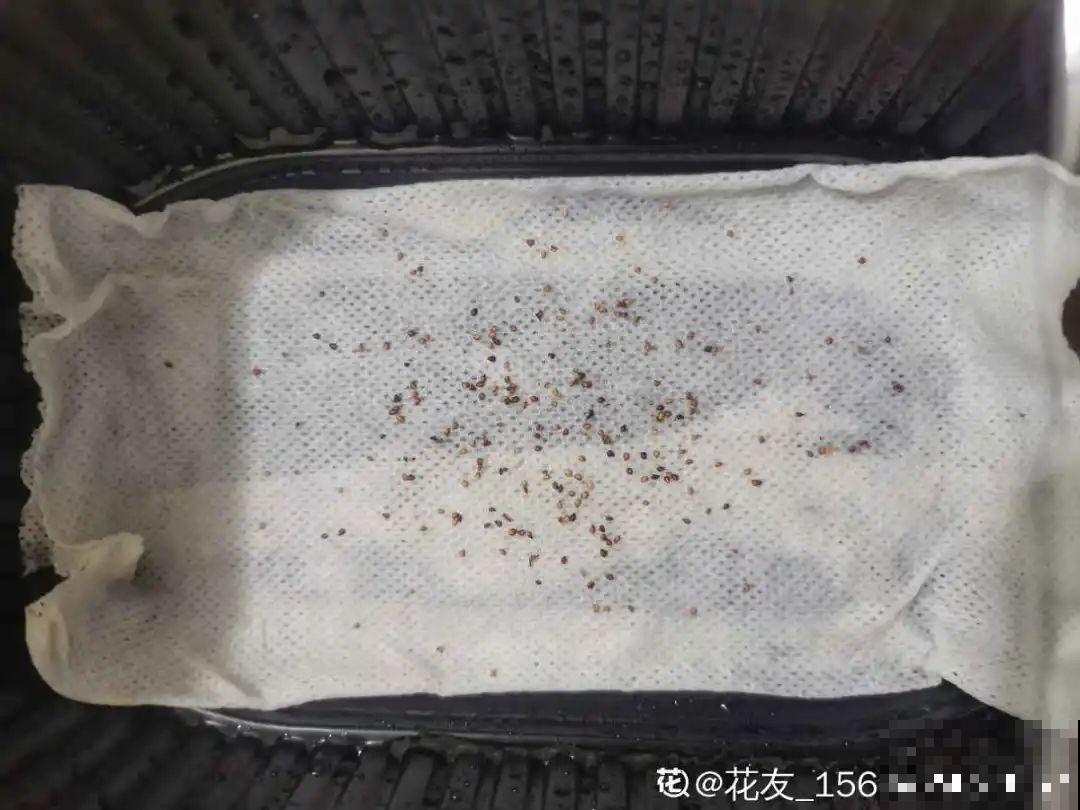 卫生纸催芽法，3天就出芽，根把纸都扎破了！