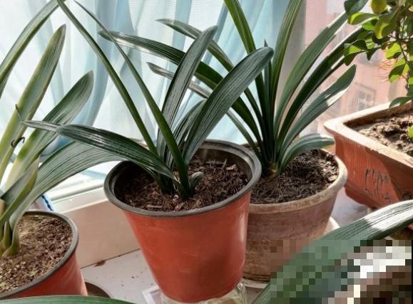 君子兰不爱开花，问题不大，这样养花朵又大又鲜艳！