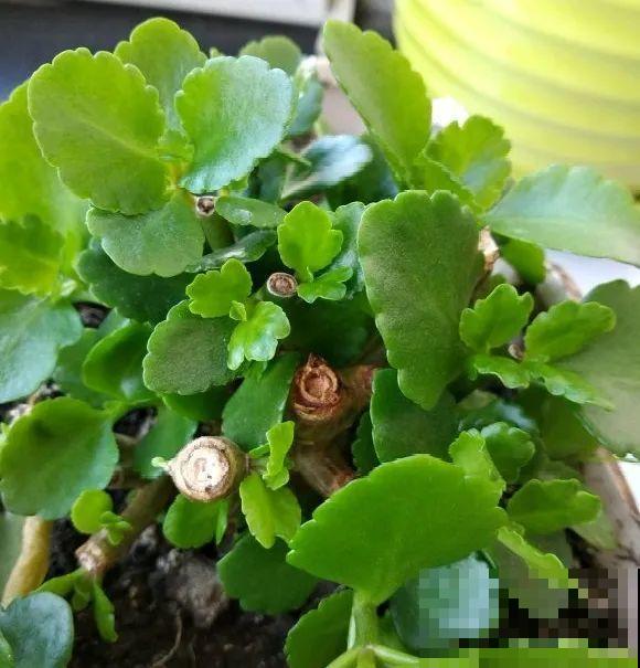 特欠剪的花,越剪越好看,花开不断! 特欠剪的花,越剪越好看,花开不断!