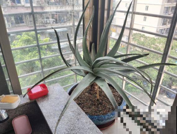 4种植物既能观赏，又能吸收“废气”，简直是家庭小能手！