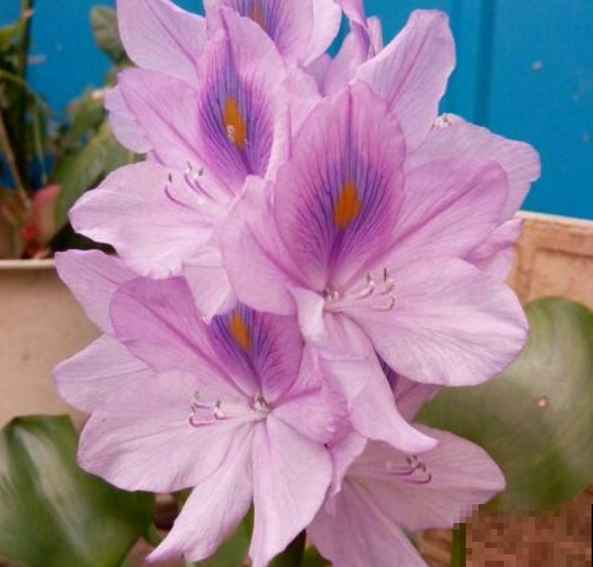 水葫芦成为新宠，只因好看又省心，扔那就疯长！