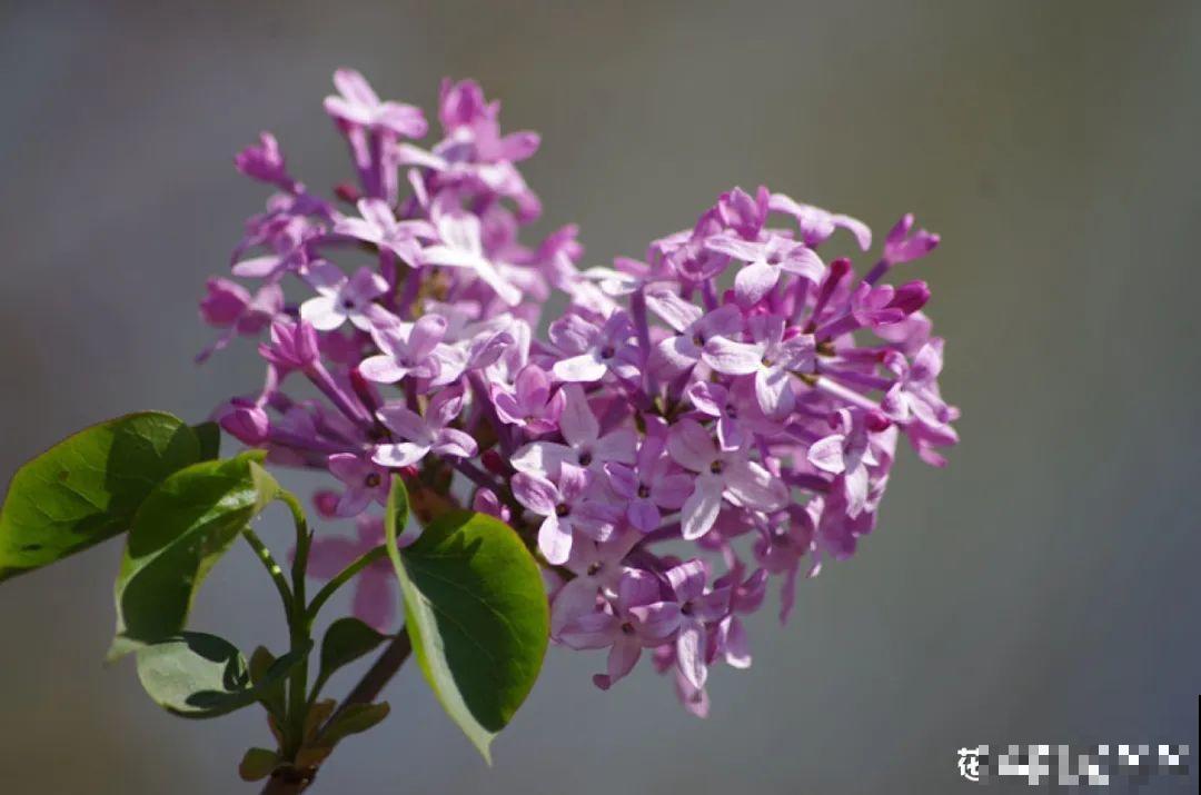你在哪个城市，最适合养的花就是它！