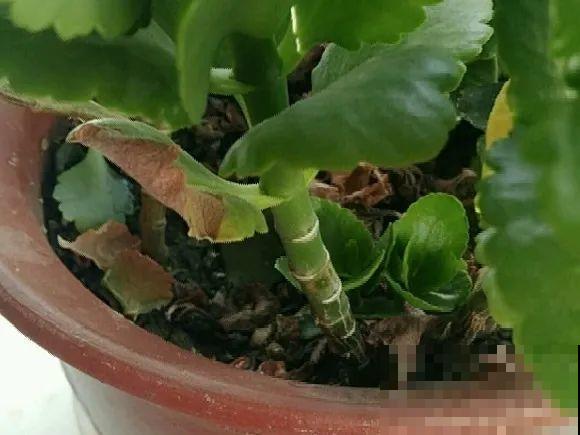 养花叶子突然发黄，赶紧救，还有希望！