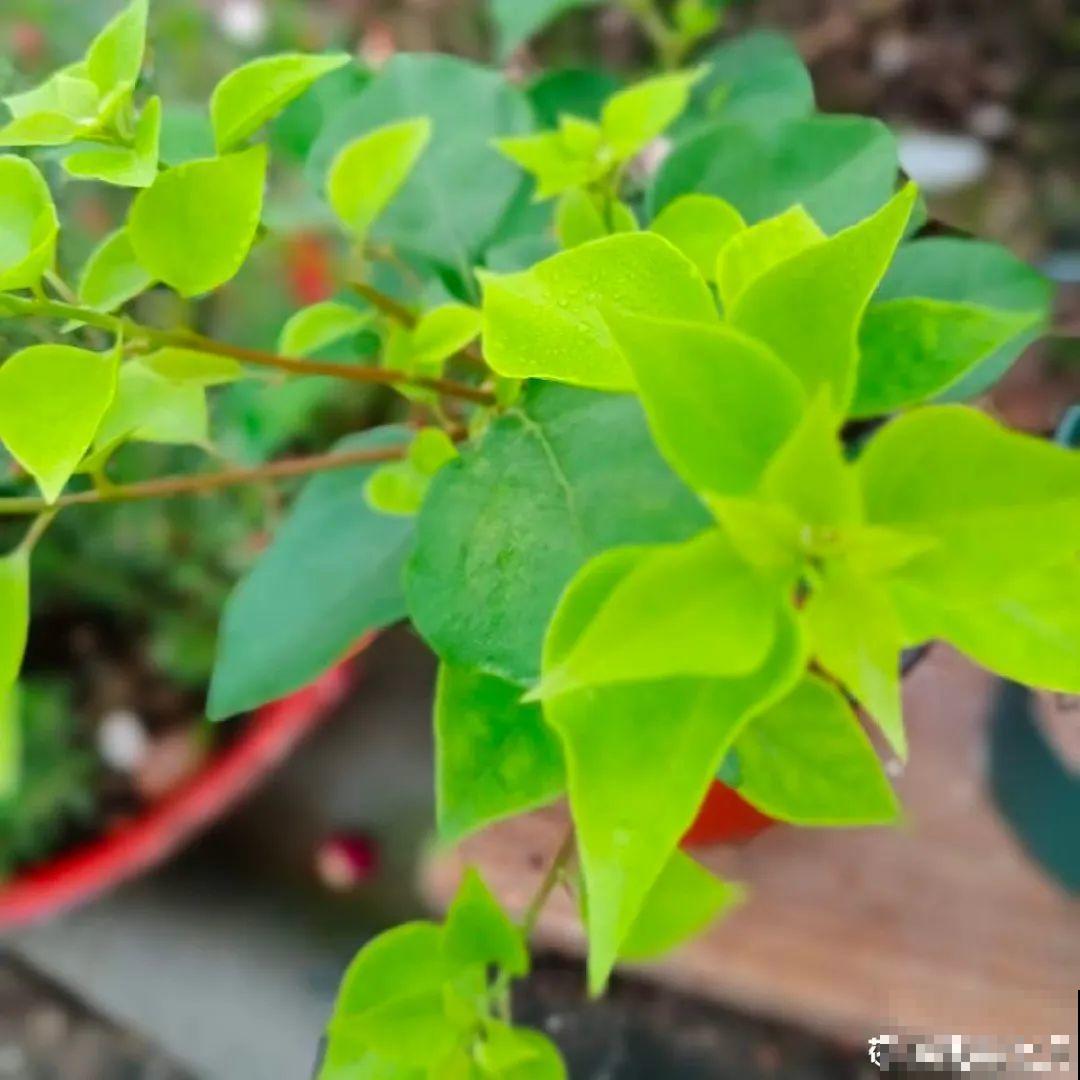 养三角梅，这几点做不对，光长叶子不开花！