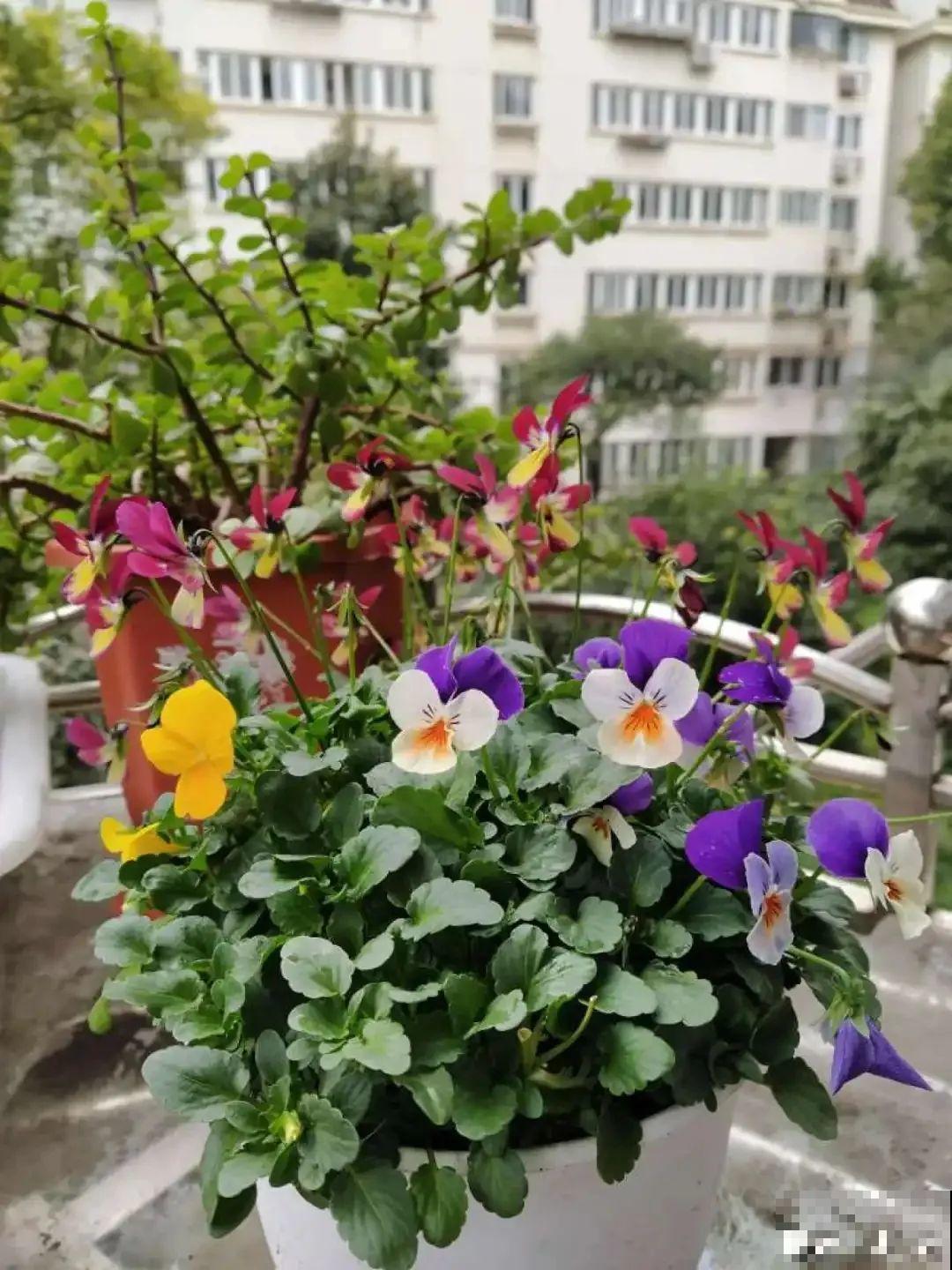 特耐寒的懒人花，-10℃冻不死，不用管也能开爆盆！