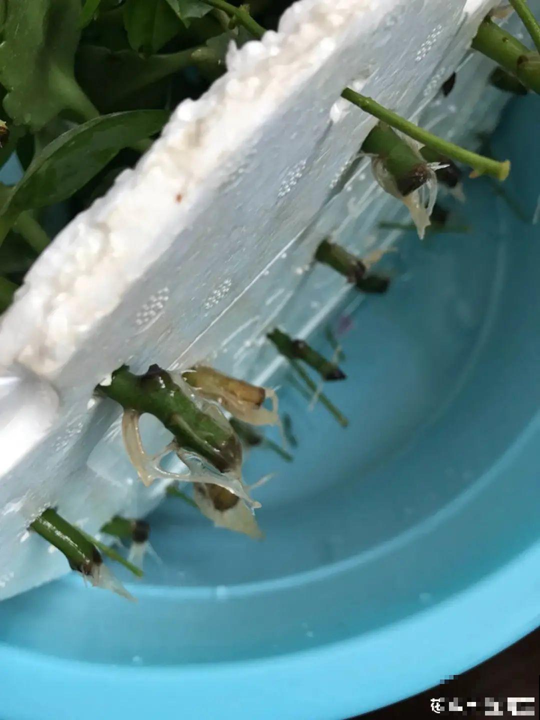 垃圾桶也能养花，扦插种菜样样行，省了不少买盆钱