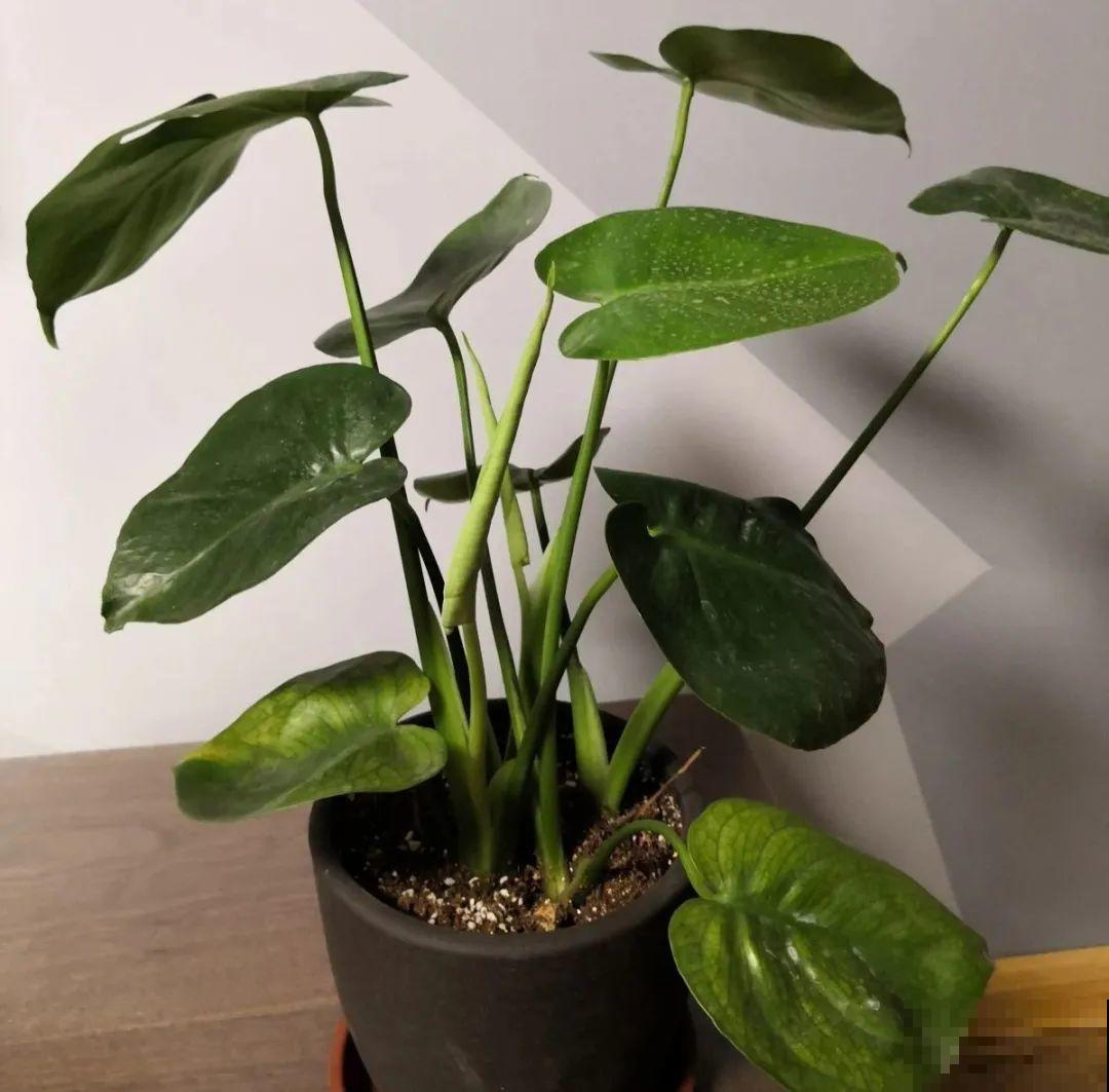 想省心就养这些花,没有病虫害,就爱开花! 想省心就养这些花,没有病虫害,就爱开花!