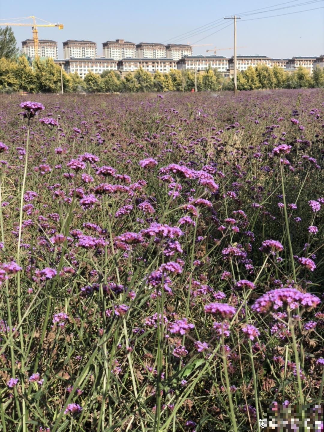 50种小时候常见的野草，现在几乎见不到了