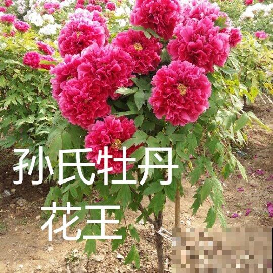 芍药还是牡丹？你真的了解花中二绝吗？别再错认姐妹俩了！