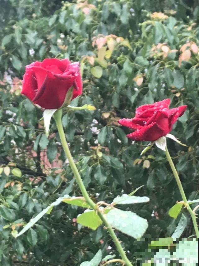 不长叶不长枝的花别买，都是骗人的，养不活浪费钱