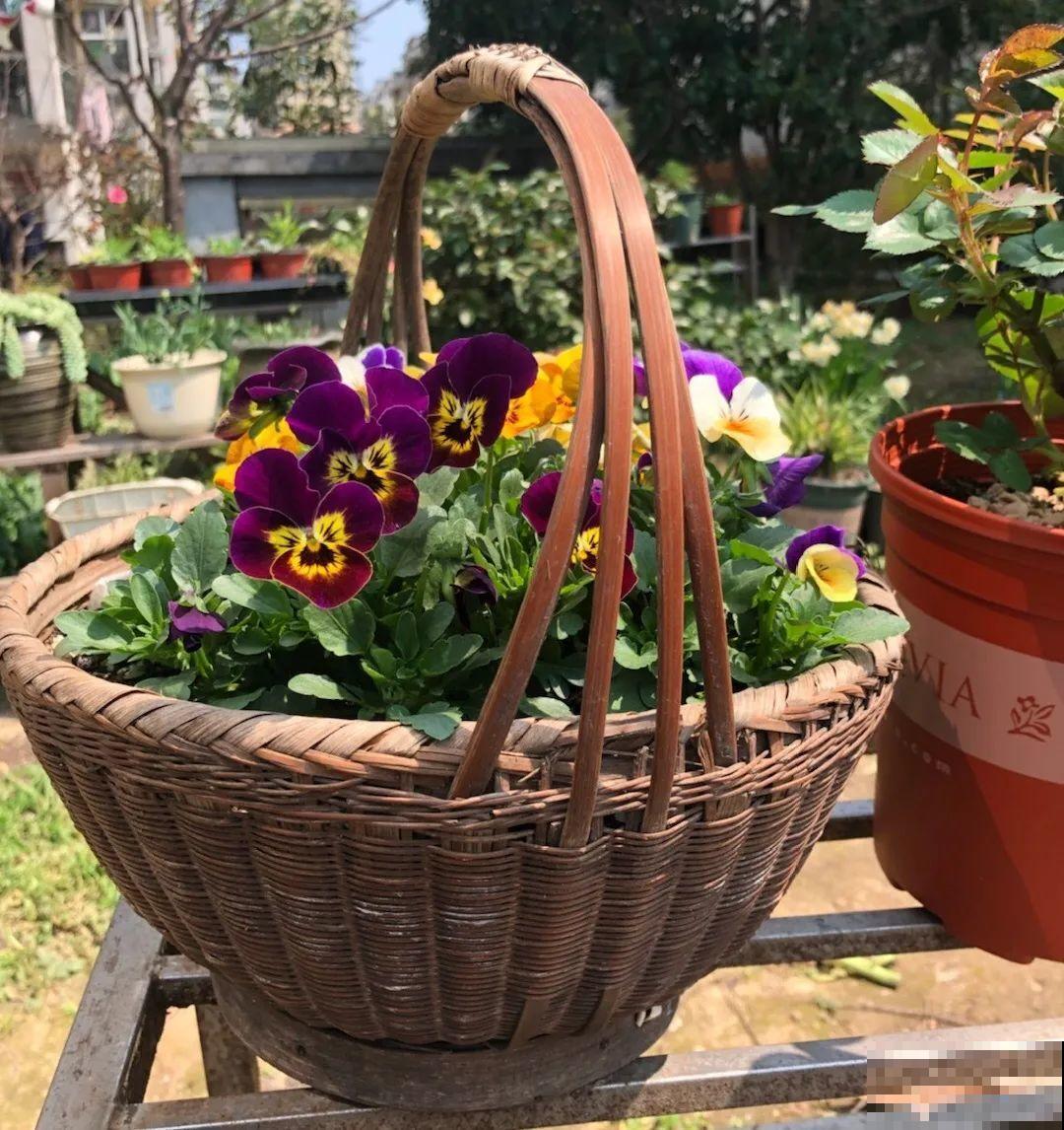 人家拆迁，我捡宝贝，花盆大缸……随便拿！