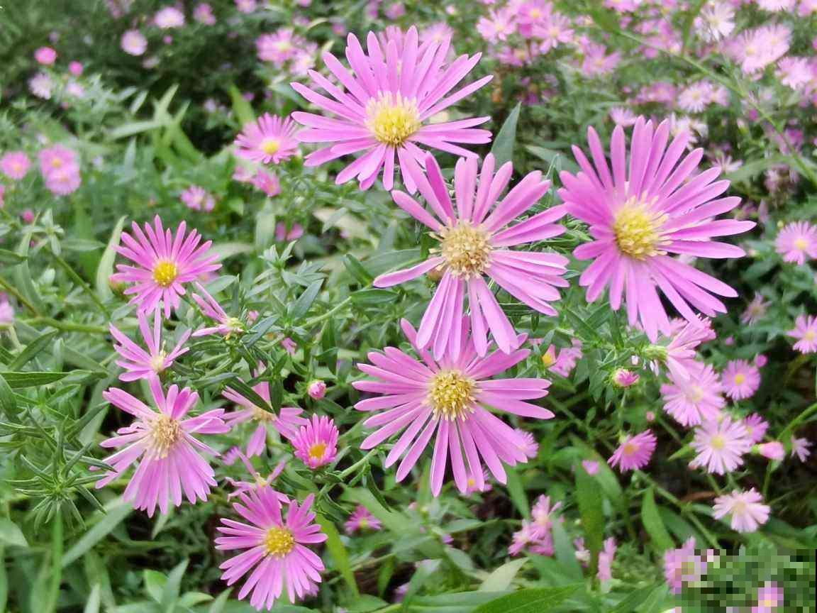 秋天凉风飕飕起，花卉入室要注意，两项工作要做好