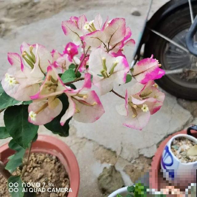 十月养这花,撸叶子、少浇水,10天冒出大花苞! 十月养这花,撸叶子、少浇水,10天冒出大花苞!